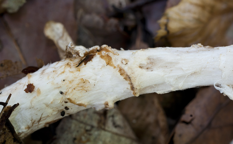 Lepiota ignivolvata